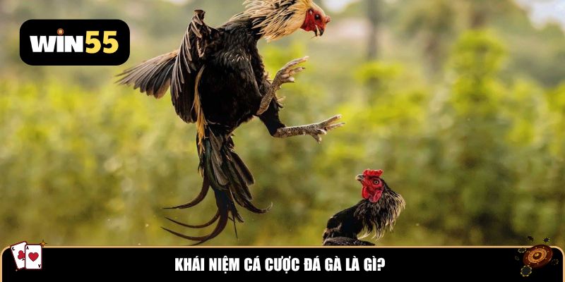 Khái niệm cá cược đá gà là gì?