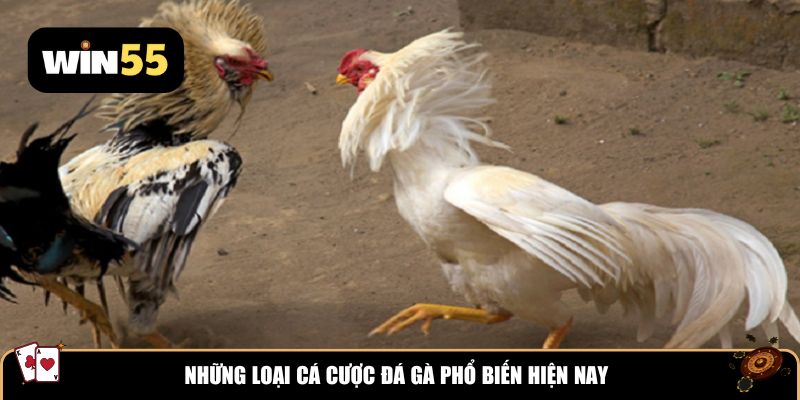 Những loại cá cược đá gà phổ biến hiện nay
