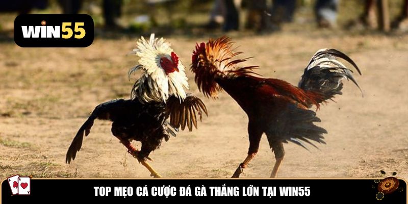Top mẹo cá cược đá gà thắng lớn tại Win55