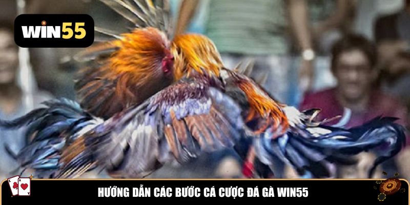Hướng dẫn các bước cá cược đá gà Win55