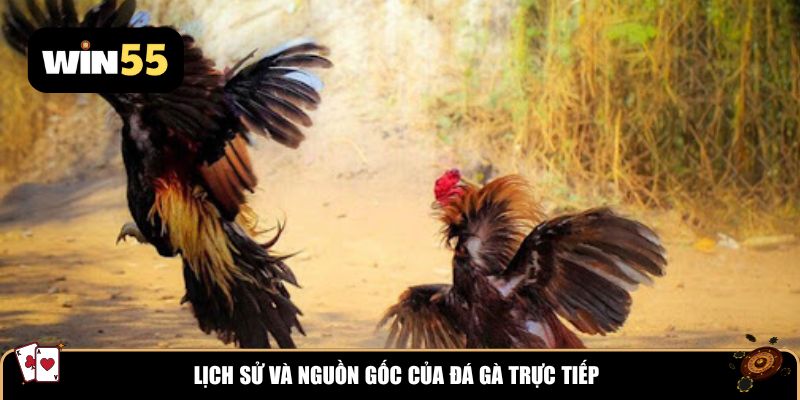 Lịch sử và nguồn gốc của đá gà trực tiếp