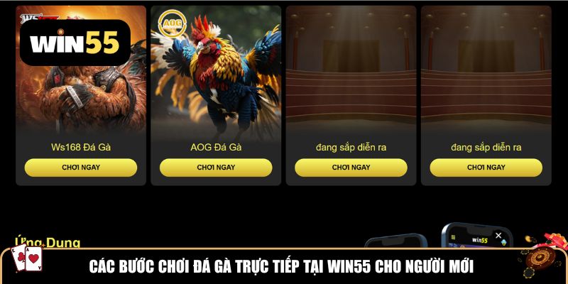Các bước chơi đá gà trực tiếp tại Win55 cho người mới