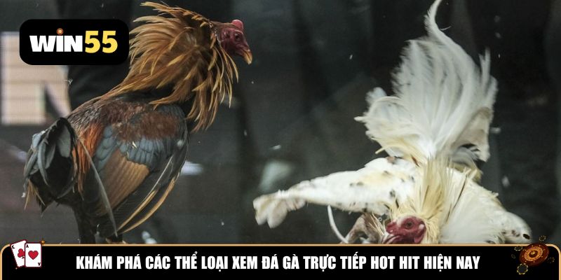 Khám phá các thể loại xem đá gà trực tiếp hot hit hiện nay