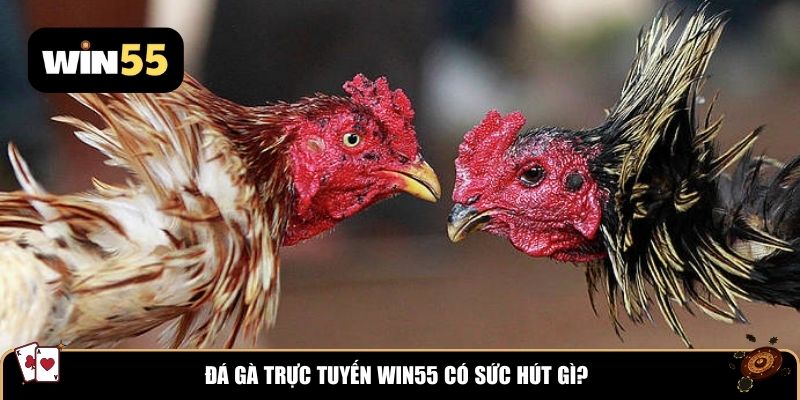 Đá gà trực tuyến Win55 có sức hút gì?