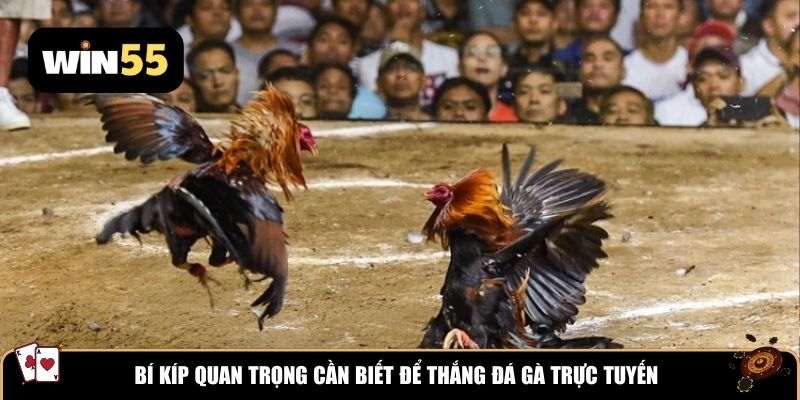 Bí kíp quan trọng cần biết để thắng đá gà trực tuyến