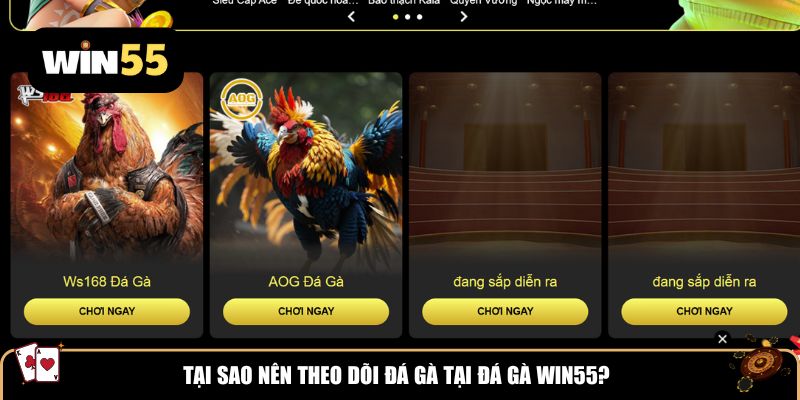 Tại sao nên theo dõi đá gà tại đá gà Win55?