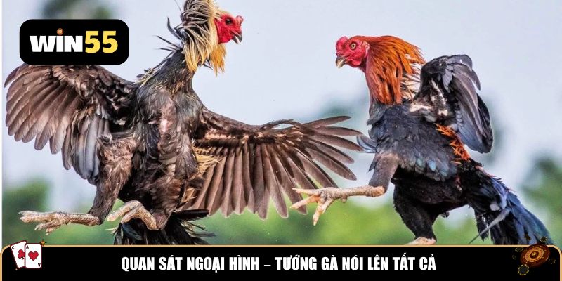 Quan sát ngoại hình – tướng gà nói lên tất cả