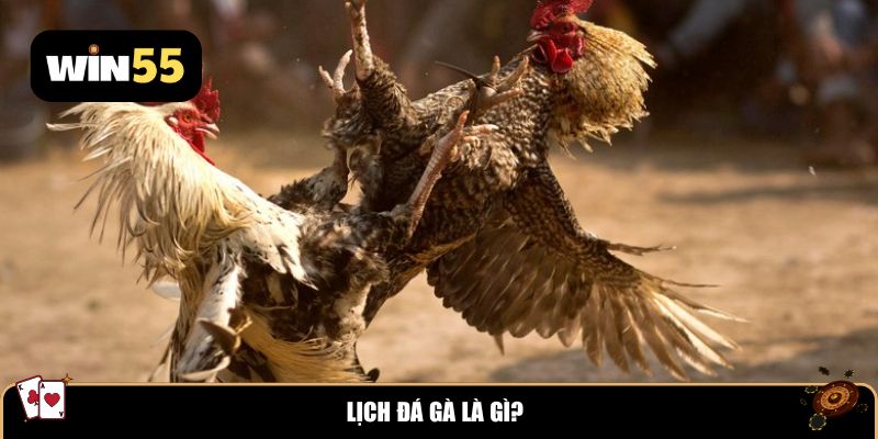Lịch đá gà là gì?