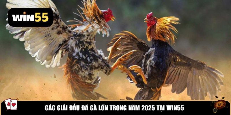 Các giải đấu đá gà lớn trong năm 2025 tại Win55